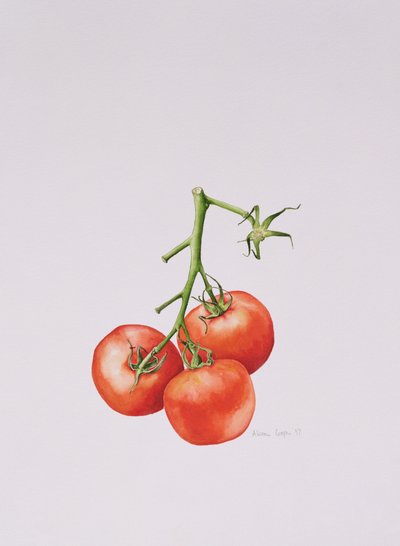 Three Tomatoes on the Vine by Alison Cooper